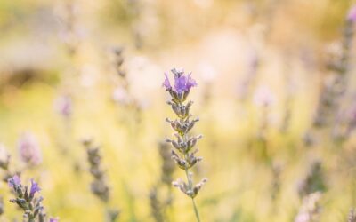 Blog aromatherapie Ontspannen met aromatherapie