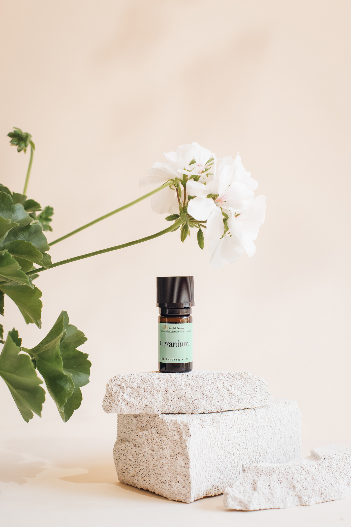 geranium 1